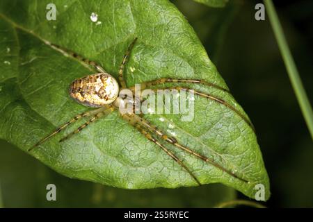 Metellina segmentata, ragno autunnale, ragno da giardino minore Foto Stock