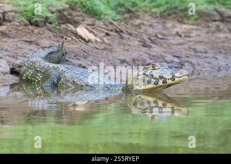 Caimano spettrale (Caiman Crocodilus yacara), alligatore (Alligatoridae), coccodrillo (Crocodylia), riflessione, Pantanal, entroterra, zone umide, biosfera dell'UNESCO Foto Stock