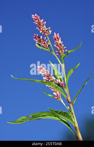 Molo knotweed, Persicaria lapathifolia, Polygonum lapathifolia, pale Persicaria Foto Stock