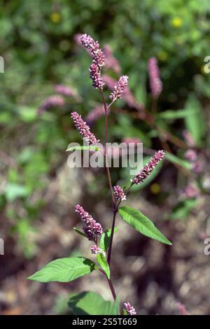 Persicaria lapathifolia, bacchetta di legno, pallida persicaria Foto Stock