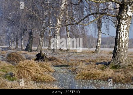 Foresta paludosa di betulle e grosse canne di cespuglio nel fiume Foto Stock