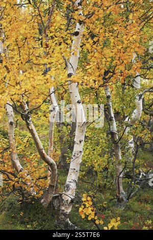 Betulle autunnali in Lapponia norvegese Foto Stock
