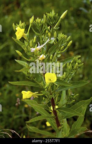 Oenothera parviflora, prisma della sera del nord, rosa di prima qualità di sera a fiore piccolo Foto Stock