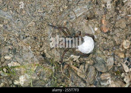 Trochosa terricola, ragno di lupo terrestre, ragno di lupo terrestre Foto Stock