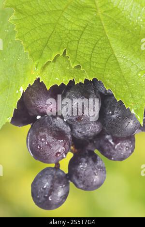 Ammasso di uva viola bagnata appesa a una vite con foglie verdi Foto Stock