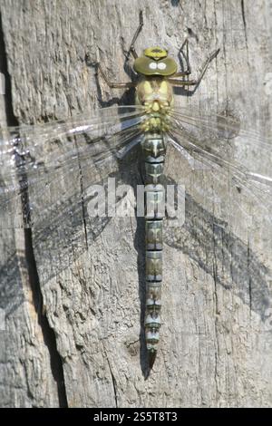 Aeshna viridis, Green Hawker Foto Stock