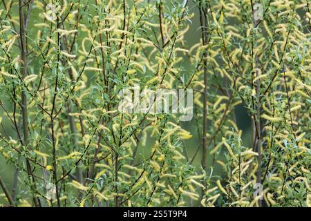 Salice d'argento, Salix alba, gattini di fiori femminili Foto Stock