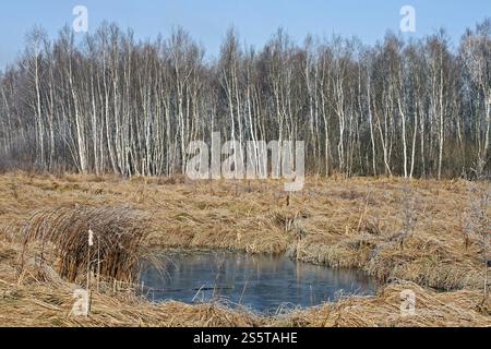 Foresta paludosa di betulle e grosse canne di cespuglio nel fiume Foto Stock