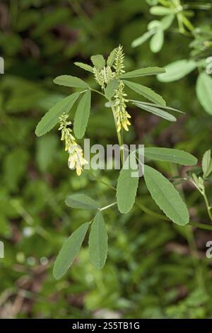 Melilotus altissimus, Melilotus altissimus, Tall Melilot Foto Stock