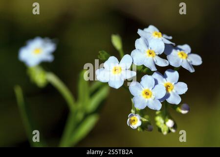 Myosotis palustris, palude dimentica-me-not, acqua dimentica-me-no Foto Stock