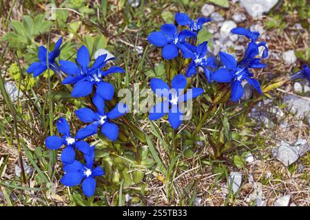 Gentile verna, gentile primaverile, gentile primaverile Foto Stock