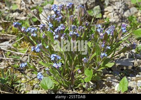 Forest Forget-me-not, Myosotis sylvatica Foto Stock