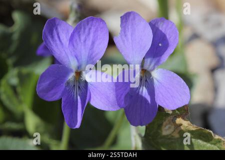 Violetta di marzo, Viola odorata Foto Stock