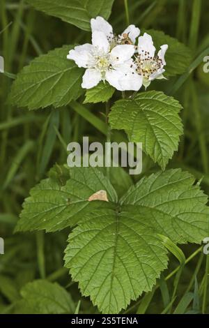 Rubus caesius, dewberry europea Foto Stock