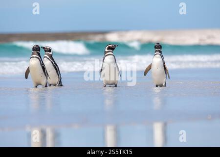 Pinguini di Magellano sulla spiaggia delle Isole Falkland Foto Stock