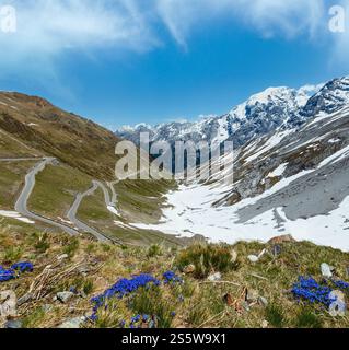 Fiori blu nella parte anteriore e in estate il Passo dello Stelvio con la neve sul versante della montagna e la strada a serpentina (Italia) Foto Stock