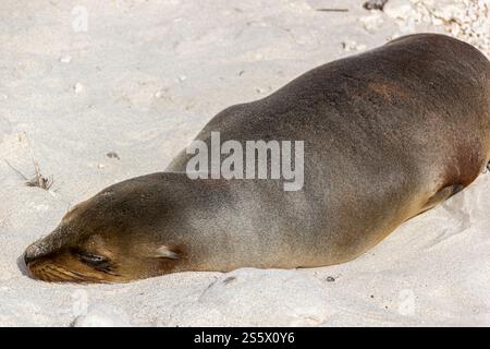 Galápagos leone marino (Zalophus wollebaeki) crogiolandosi al sole sulla soffice sabbia bianca della baia di Darwin, godendosi un tranquillo pisolino, Genovesa, Galapagos. Foto Stock