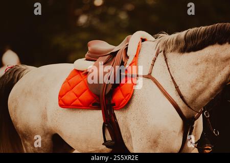 Un bellissimo cavallo grigio si erge in una giornata d'estate, vestito con le sue attrezzature equestri. Le staffe e le setole sono fissate saldamente al corpo e a un sadd Foto Stock