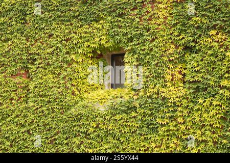 Antica facciata in mattoni ricoperta di edera verde e gialla con una piccola finestra quadrata. Finestra su antico muro di mattoni del castello medievale con impianto di arrampicata, Foto Stock