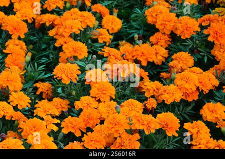 Un gran numero di bellissime calendule gialle fiorite in un letto di fiori all'aperto. Vista dall'alto. Un gran numero di bellissime calendule gialle fiorite in una Foto Stock