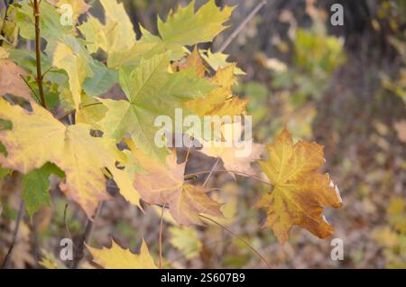 Foglie d'acero autunnale di colore verde e marrone sugli alberi all'aperto ravvicinati con bassa profondità di campo. Foglie autunnali di colore verde e marrone sull'albero Foto Stock