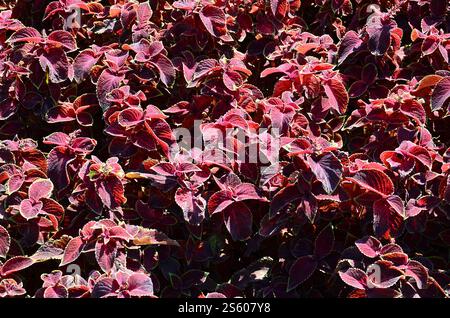 Ortica dipinta, sfondo decorativo con foglie variegate. Foglie rosse, gialle e verdi della pianta del coleus. Plectranthus scutellarioides, lamiaceae, Foto Stock