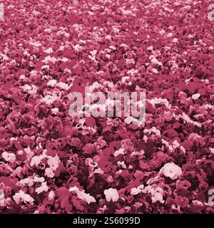 Fiori di pansia multicolore o pansie come sfondo o cartoncino. Campo di pansie colorate con fiori di pansia bianchi gialli e viola sull'aiuola. Immagine Foto Stock