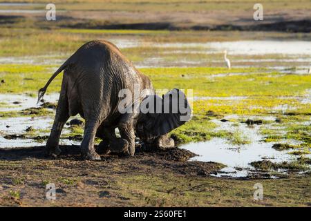 Baby Elephant, Loxodonta africana, che gioca, spinge la fronte, il naso nel fango in una palude. Parco nazionale del Chobe, Botswana, Africa Foto Stock