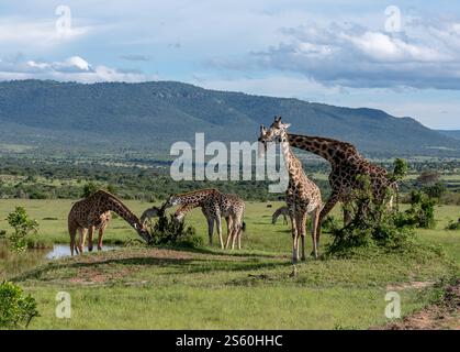 Una torre di giraffe che pascolano nel maasai mara, Kenya Foto Stock