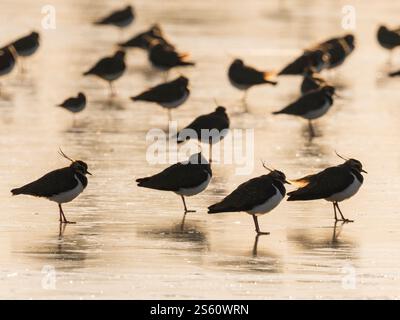 Gregge di lapwing settentrionale (Vanellus vanellus) che tormenta sul ghiaccio, Gloucestershire, Inghilterra Foto Stock