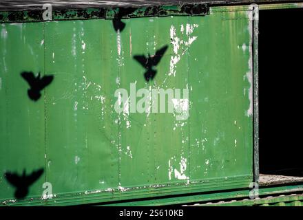 Ombre di piccioni in volo su container verde Foto Stock