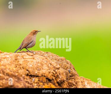 Un Robin indiano che riposa sullo sterco di mucca Foto Stock