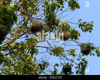 L'uccello tessitore nidifica sui rami degli alberi, cielo blu. Colonia di nidi intrecciati, Sudafrica Foto Stock