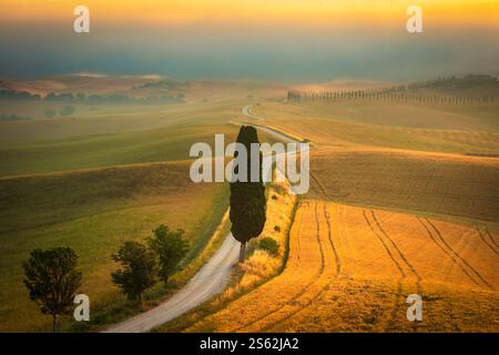 Mattina nebbiosa nel paesaggio delle Crete Senesi con un cipresso in primo piano Foto Stock