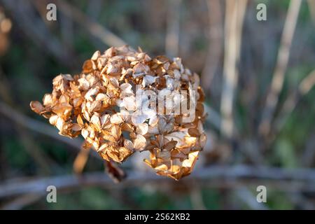 Fondo di fiori secchi autunnali, ortensie lisce asciutte nel giardino autunnale, sfondo sfocato Foto Stock