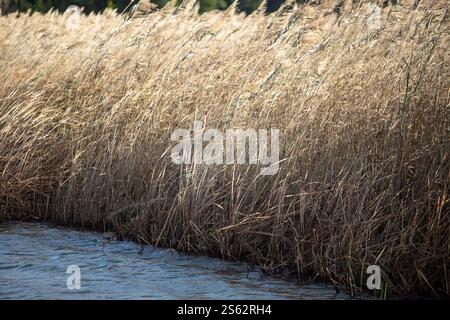 Campi di riso allagati ad Albufera de Valencia Foto Stock