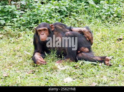 Chimpanzee orientale, Schimpanse, Chimpanzé orientale, Pan troglodytes schweinfurthii, csimpánz, zoo di Entebbe, Uganda, Africa orientale Foto Stock