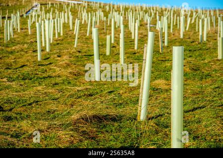 Alberi piantati di recente nel Peak District Foto Stock