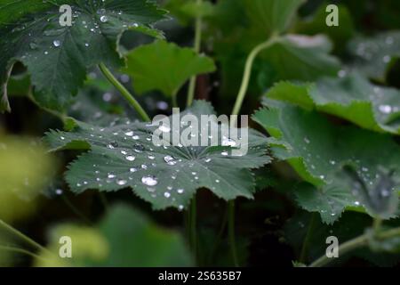 Gocce d'acqua sulle foglie di Lady's Mantle in un giardino estivo Foto Stock