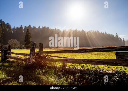 La luce del sole filtra tra tra alberi alti, emettendo un caldo bagliore su un campo tranquillo. La recinzione in legno aggiunge fascino a questo idilliaco ambiente rurale Foto Stock