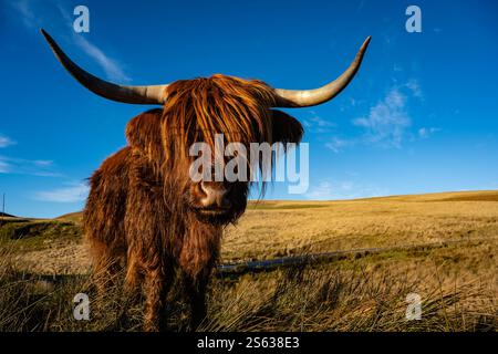 Mucca dell'altopiano Foto Stock