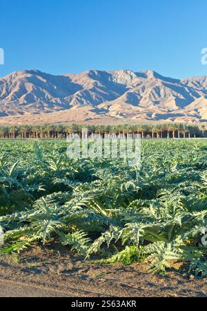 Giovane campo di carciofi 'Cynara cardunculus var. Scolymus', noto anche come Globe Carciofo, Date Palms in background, California. Foto Stock