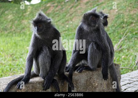Lutung argentata o langur Trachypithecus cristatus, anche scimmia a foglia argentata Foto Stock