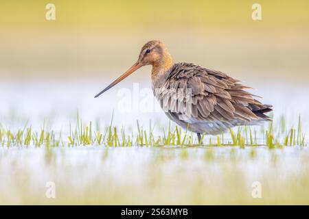 Maestoso uccello dalla coda nera Godwit (Limosa limosa) che cammina e guarda nella macchina fotografica. Questa specie si riproduce nelle zone costiere olandesi. Circa Foto Stock