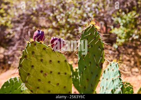 Cactus di fichi d'India con frutta viola nel Parco Nazionale di Zion Foto Stock