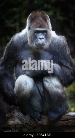 Silverback, maestoso gorilla di pianura occidentale seduto in una posa pensiva in mezzo a un ambiente naturale. Ideale per temi di conservazione e educazione alla fauna selvatica. Foto Stock