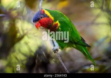 Primo piano di un Lorikeet decorato (Saudareos ornata), endemico di Sulawesi, arroccato su un ramo con vivaci prugne verdi, rosse e gialle. Foto Stock
