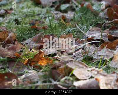 Primo piano di diverse foglie smerigliate sull'erba in una giornata di sole a gennaio a Bonn, Germania Foto Stock