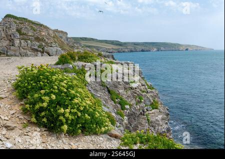 Vista dalla cava Winspit verso Swanage sul South West Coastal Path sull'isola di Purbeck, Dorset, Inghilterra, Regno Unito Foto Stock