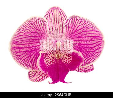 Orchidea a strisce rosa isolata su sfondo bianco. Fiore con petali magenta lilla bianchi e labbra gialle viola. Phalaenopsis o Moth Kind. Des. Floreale Foto Stock